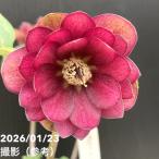 ショッピングクリスマスローズ 【一点物】加藤農園 クリスマスローズ グロッシーカラー 4.5号（KT35）｜山野04-PA