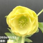 ショッピングクリスマスローズ 【一点物】加藤農園 クリスマスローズ グロッシーカラー 4.5号（KT37）｜山野04-PA