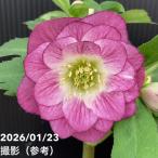 ショッピングクリスマスローズ 【一点物】加藤農園 クリスマスローズ 4.5号（KT52）｜山野04-PA