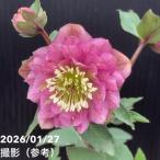 ショッピングクリスマスローズ 【一点物】加藤農園 小輪プレミアムクリスマスローズ Little Collection 4.5号（KT61）｜山野04-PA