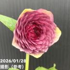 ショッピングクリスマスローズ 【一点物】加藤農園 クリスマスローズ 4.5号（KT83）｜山野04-PA