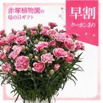 【早割期間中！】母の日ギフト2026 カーネーション ミルキーリップ 6号｜鉢花10-TU