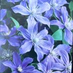 クレマチス インテグリフォリア系（半つる性）アラベラ 4号｜草花04-PA