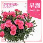 【早割期間中！】母の日ギフト2026 カーネーション クレア 6号 PVP｜鉢花10-TU