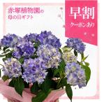 【早割期間中！】母の日ギフト2026 ヤマアジサイ てててまり 5号｜鉢花10-TU