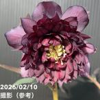 【一点物】広瀬園芸 クリスマスローズ 4.5号（HR8）｜山野04-PA