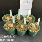 li тауп s2.5 номер 6 товар вида комплект l. лист 10-TU