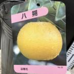 みかん八朔はっさく4号ロングポット...
