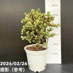  сумка .laka задний . приятный . Mai 4 номер l. лист 10-TU