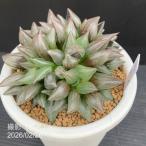 [ на данный момент товар доставка ] - oru Cheer a Toro fs Camus - Tanto 4 номер (2)l. лист 10-TU