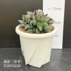 [ на данный момент товар доставка ] - oru Cheer a Toro fs Camus - Tanto 4 номер (3)l. лист 10-TU