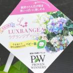 PWla gran jia Aurora nju5 номер l Hanaki 10-TU