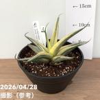 商品画像1