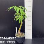 トックリキワタ 3.5号｜花木10-TU