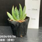 商品画像1