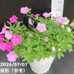 【20%OFFクーポン】【決算P10倍！8/2まで】ペチュニア