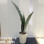 サンスベリア6号アブリティアナプラ...