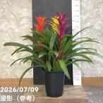 グズマニア3色寄せ植え7号｜鉢花0...