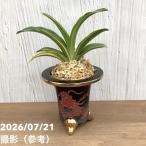 商品画像3