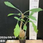 【現品お届け】アリ植物 Myrmecodia cf. tuberosa "l…