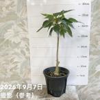 fi rental Pal me Lee 4 номер l. лист 04-PA