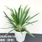  UGG laonema bit kisi5 номер l. лист 01-D1