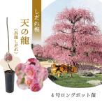 【数量限定】鈴鹿の森庭園 しだれ梅名木「天の龍（呉服しだれ）」接ぎ木苗 4号ロングポット苗 1年生苗｜花木10-TU