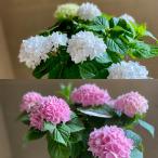 SALE 島根県アジサイ研究会 茜雲 4号 紫陽花 あじさい