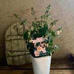 アロンソア シェルピンク