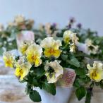 ビオラ 花日和さんオリジナル!フリル咲き華あられ