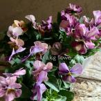 ビオラなごみももかしんしん 3.5号