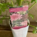 ダウカスダーラ ブラックレースフラワー