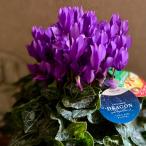 シクラメン ドラゴン5号