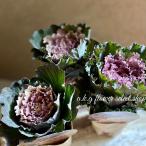 葉牡丹フレスコシリーズグラッフィートハボタン３号