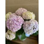 アジサイ 響 ヒビキ 5号鉢 紫陽花