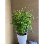 クレマチス 『白万重』 6号 母の日ギフト