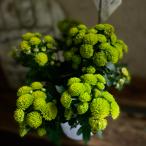  сад mamve Rudy simo3.5 номер 