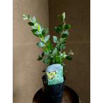  жемчуг Akashi apoda понижение . задний 