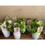 花日和さんのペチュニア 八重咲き栄養系ペチュニア ベルチャーム