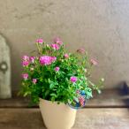 ミニバラ ピンベリー