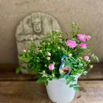 ミニバラピーチェ