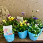 リュクスラパンラビット系ビオラ2ポット