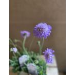 スカビオサ バタフライブルー