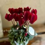  цикламен персидский смокинг глубокий пурпурный 