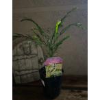  Akashi a teresa 3.5 номер 