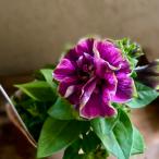 栄養系ペチュニアVIVA ダルシーローズ3.5号ポット