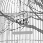 【メール便選択可】cage. 【Wonderland】