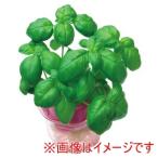 アーテック バジル 0.5mL 小袋 102989