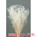大地農園 ミニカスミ草 ヤク23g シロ