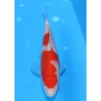  цветной карп No498. белый . мир 7 год производство 15cm цветной карп 